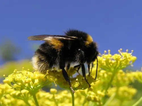 Earth bumblebees in China