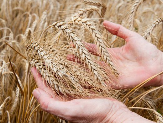 buy grain in China